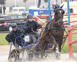 Ivonne Fiehring fuhr in der Dressur mit Pony Beethoven einen satten Vorsprung heraus und gewann die Kombinierte Prüfung für Einspänner Klasse M in Esperstoft. Foto: Wego 